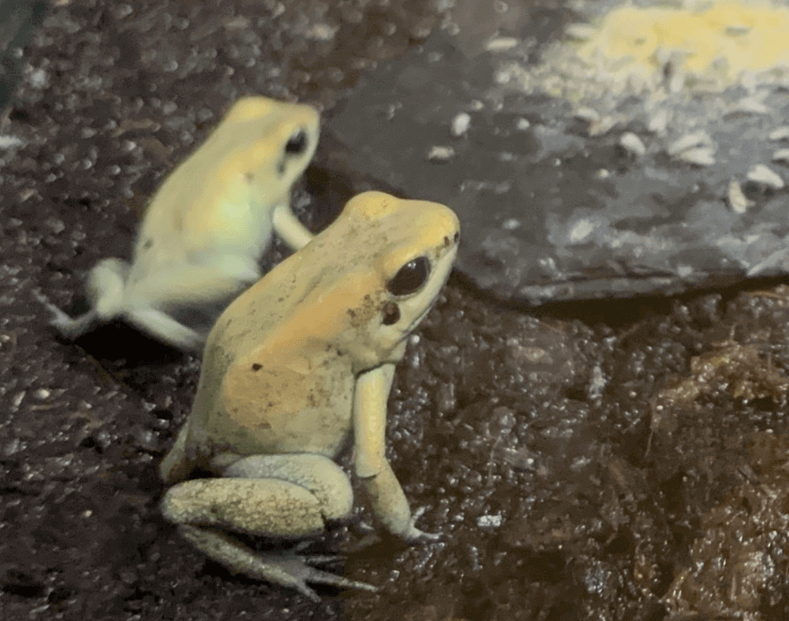 モウドクフキヤガエル 絶滅原因
